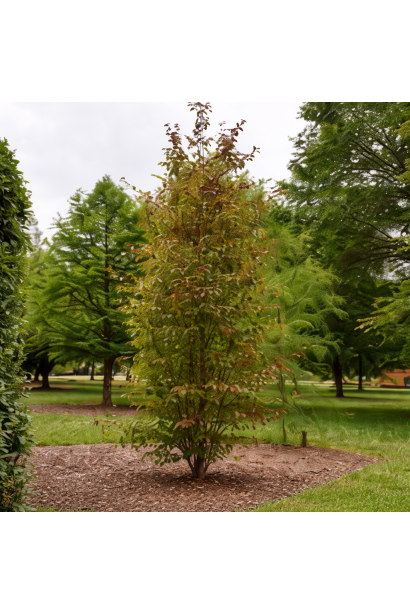 Parrotia Persian Spire
